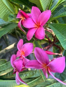 Hot pink plumeria plant
