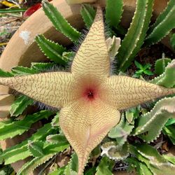 Starfish Stapieia Succulent Rooted  Plant  Blooms