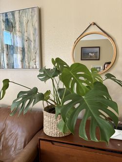 Large Monstera Deliciosa Plant In Woven Basket