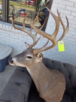 Whitetail Deer Taxidermy Shoulder Wall Mount