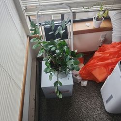 ZZ Plant