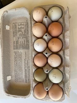 Farm Fresh Organic Eggs