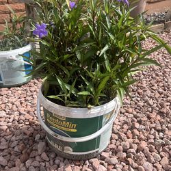 Ruellia “Mexican Petuna” purple  flowering bush in plastic pot or grow bag for transplanting.