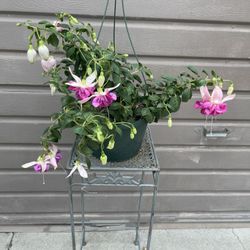 8” Fucshia Plant