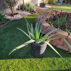 Sabila or  Aloe vera, two 10 Gallon