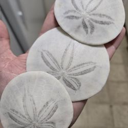 Natural Sand Dollars 