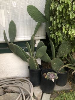 Cactus
