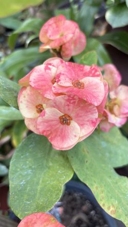 Crown of Thorns/ Corona de Cristo