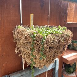 Senecio Rowleyanus (String of Pearls) 92126