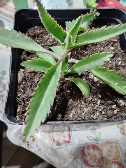 Calanchoe/ Mala madre$5.00 for one plant.