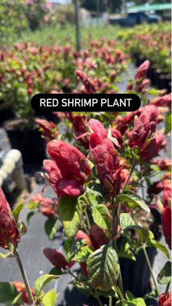 ❤️ Red Shrimp Plant