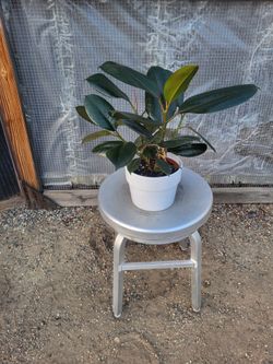 Burgundy Rubber Plant 6" Nursery Pot