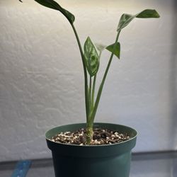 Chinese Evergreen (Aglaonema) - Live Plant 