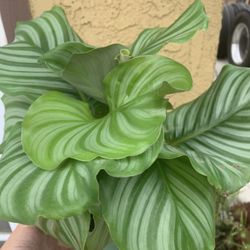 Calathea Orbufolia Plants