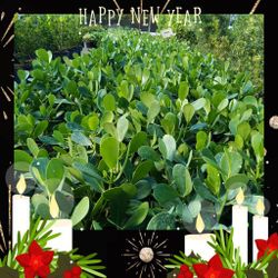 Clusia Privacy Hedge Plants 🌿🌿 3gl $4.50