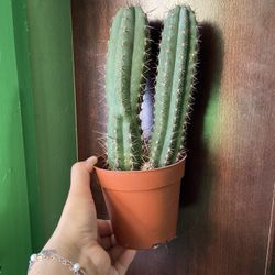 2 Cactus Together In A 4 Inch Pot “Bay Ridge Brooklyn 11220”