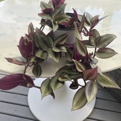 Tradescantia Plant ‘Silver Wandering Jew’ (Out/In Door Life Plant)