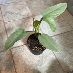 Philodendron silver sword houseplant tropical green Foliage easy