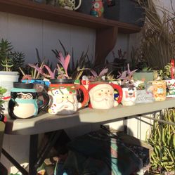 Live Desert Plants In Holiday Containers