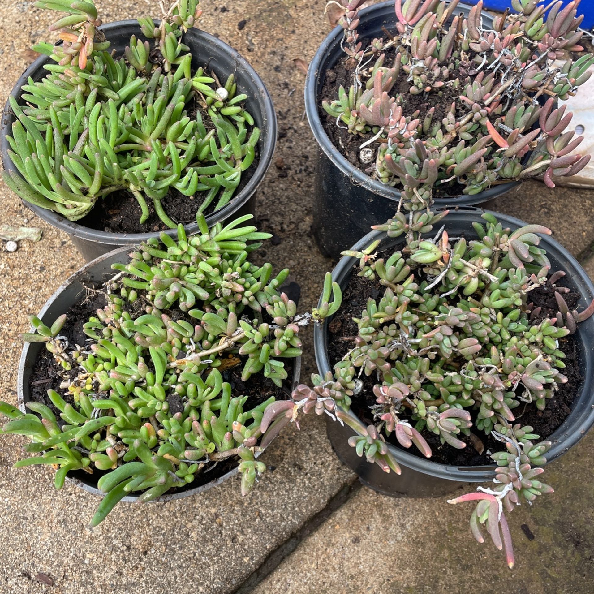 Ice Plant Purple Flower