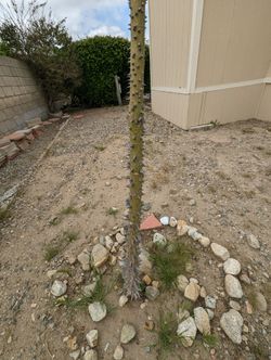 Arbol De Pochote. 