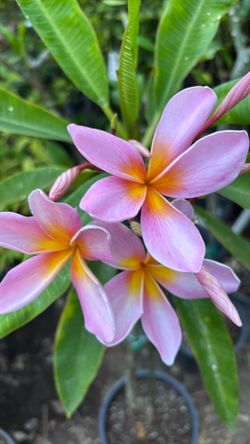 Plumeria morada con anaranjado