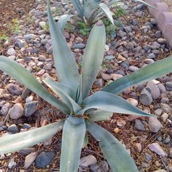 Big Agave Plants 