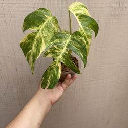 4” epipremnum golden flame