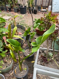 White Calla Lily Plant Pot