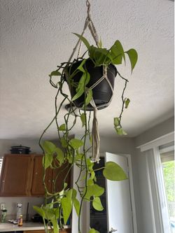 Pothos