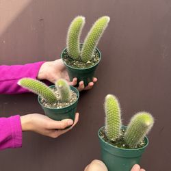 Monkey Tail Cactus ( Price Is For Each )