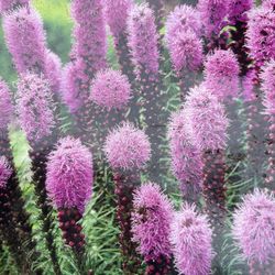 Liatris Or Blazing Star