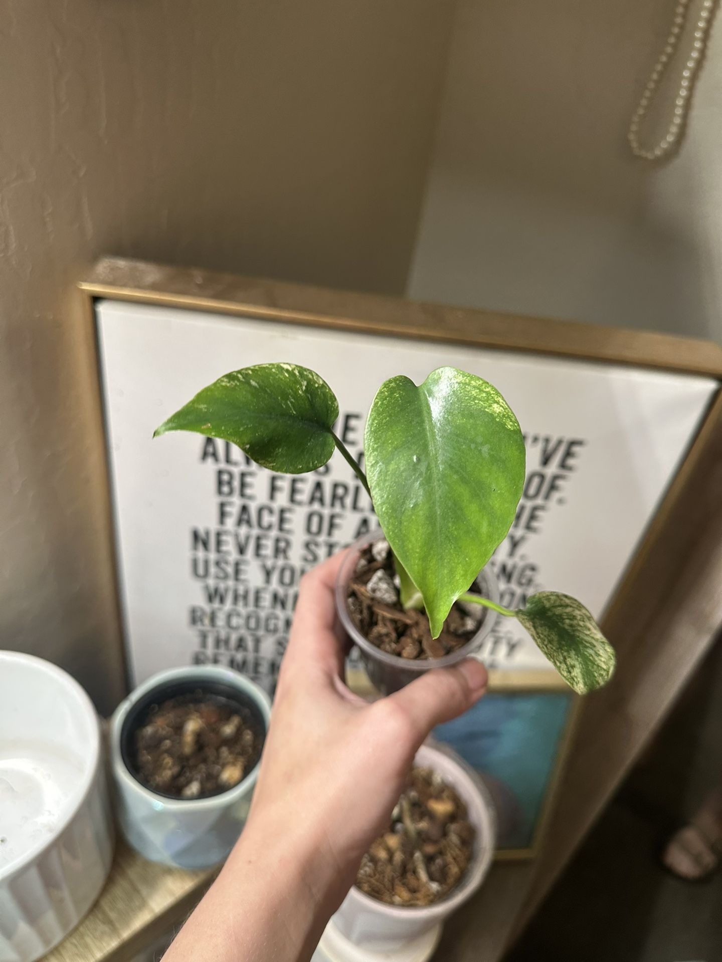 Monstera Mint Large Form