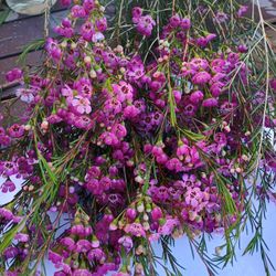 Follaje Para arreglos 