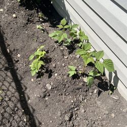 Raspberry or Blackberry Plants Seeding