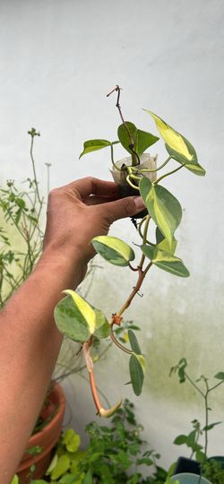 Brazil Philodendron Live Plant