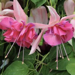 4” bella rosella fuchsia