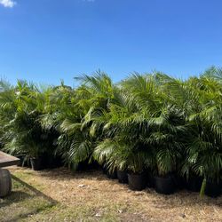 Areca Palms