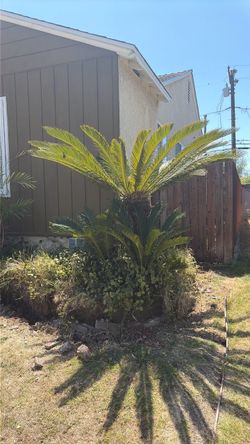 Free sago palms