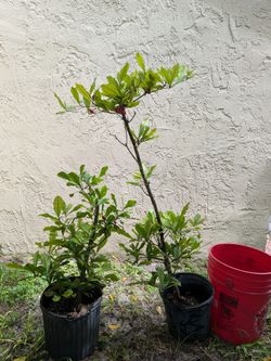 Miracle fruit plants