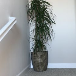 Real Plant