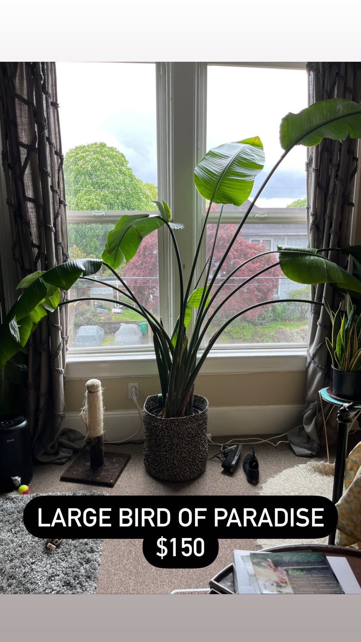 Large Bird Of Paradise