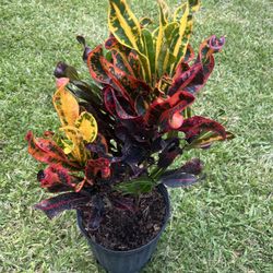 CROTONS PLANT  (Add Colors to Landscape and Garden 3 gallon Pot) 
