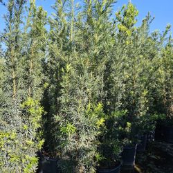 Podocarpus 7 To 8 Ft Instant Privacy Hedge 