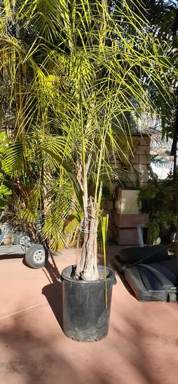 Queen palms