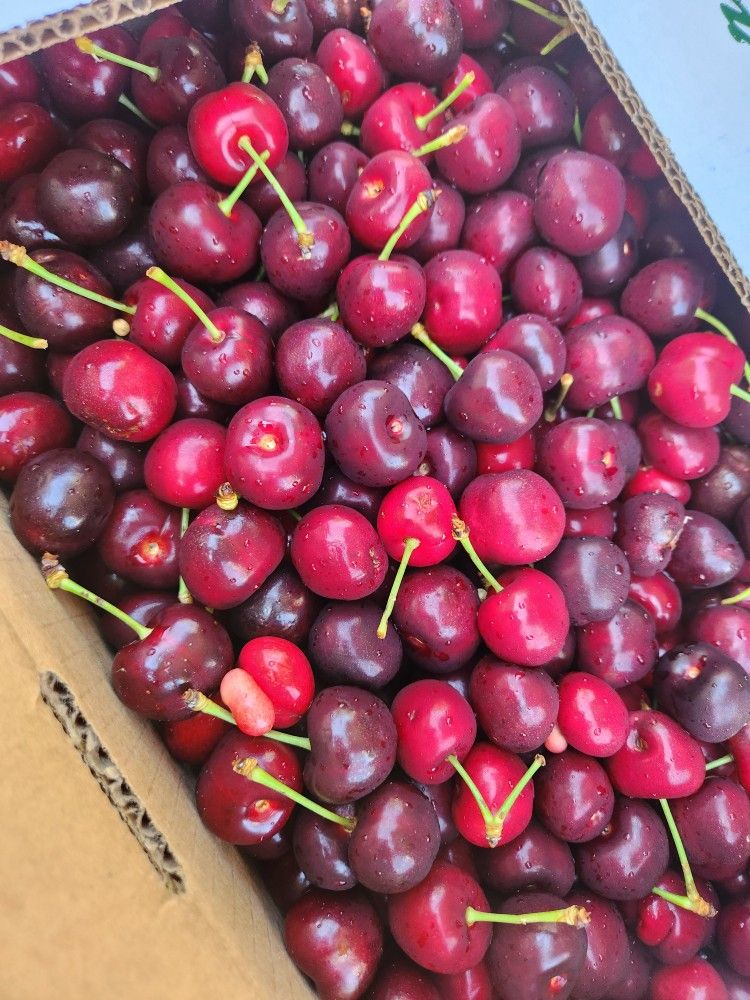 Sweet Cherry 🍒 