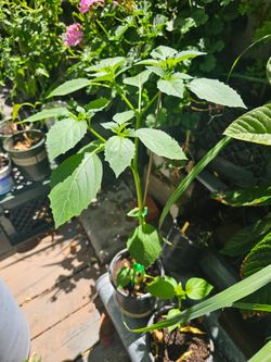 Tomatillo