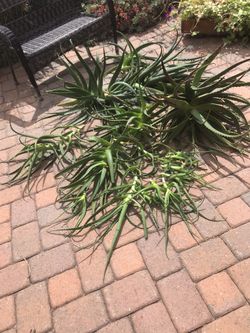 Aloe Cuttings