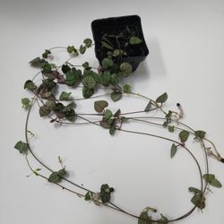 String Of Hearts Plant