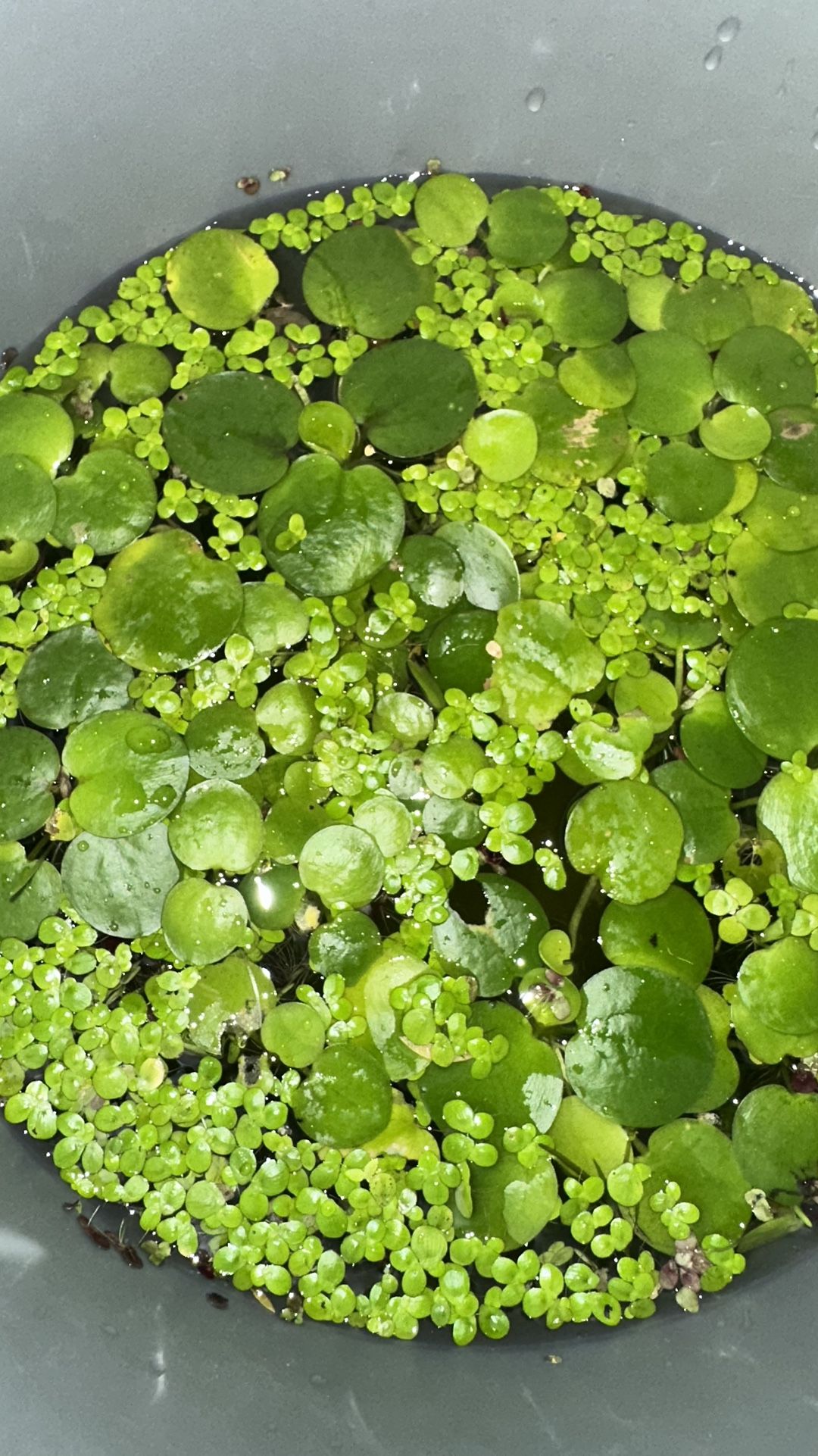 Frogbit / Giant Duckweed Mix
